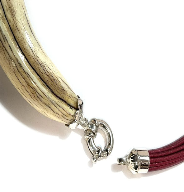 Collar colmillo facochero con cuero colorido y plata 925 sobre fondo natural | Joyas de Caza